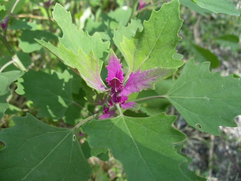 foglie parzialmente rosso-violacee - Chernopodium sp.